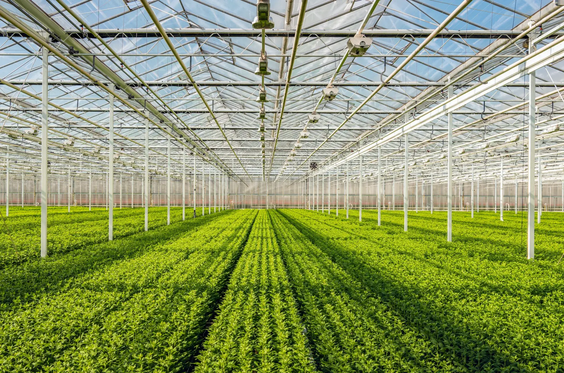 Rows of green crops beneath the electrical and structural installations of a greenhouse